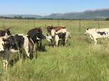 Nguni Bulls Heifers and Calves - photo 3