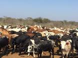 Nguni Cattle and Nguni Calves/ Whatsapp - photo 1