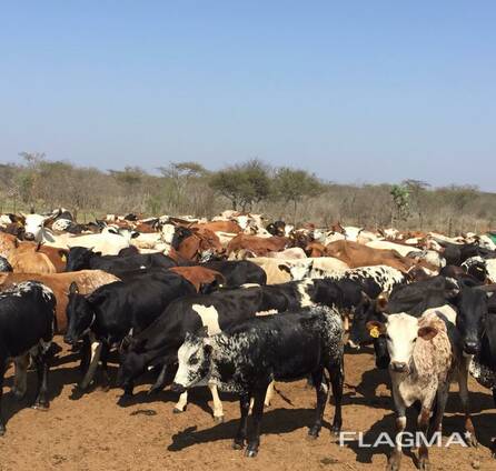 Nguni Cattle and Nguni Calves/ Whatsapp