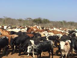 Nguni Cattle and Nguni Calves/ Whatsapp