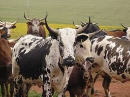 Nguni cattle for sale