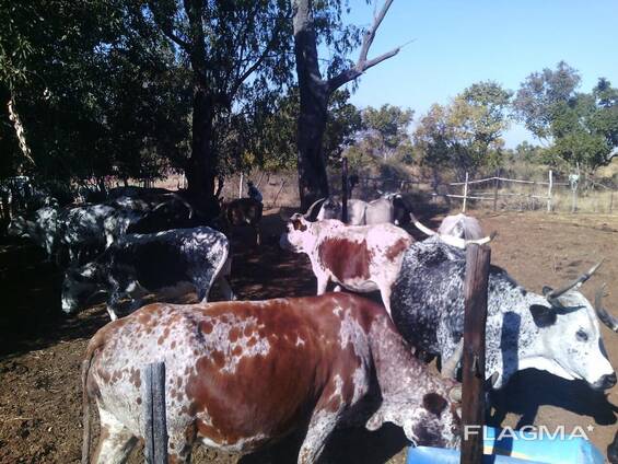 Nguni Cows for Sale