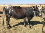 Nguni Cows for sale - photo 1