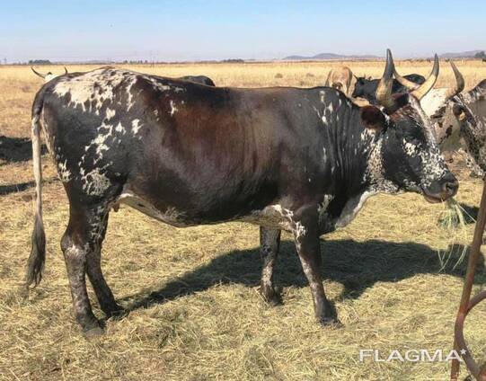Nguni Cows for sale