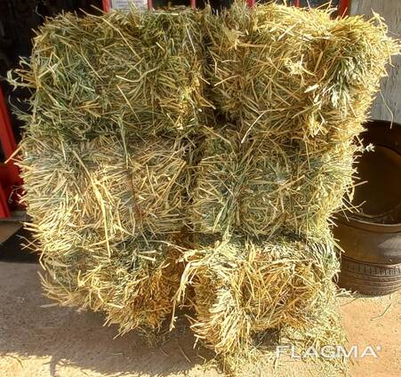 Oat Hay for Sale