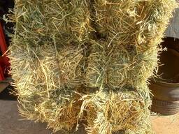 Oat Hay for Sale