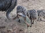 Ostrich chicks - 12 weeks old, both genders - photo 2