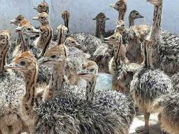 Ostrich Chicks , Adults And Eggs