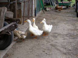 Broiler and Layer Day Old Chicks