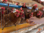 Ostrich Chicks and Eggs for sale - photo 3