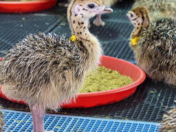 Ostrich chicks and fertile eggs Eastern Cape