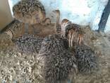 Ostrich chicks and fertile eggs for sale - photo 1