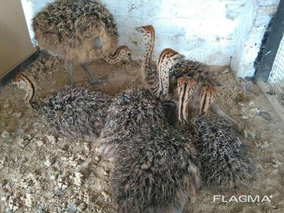 Ostrich chicks and fertile eggs for sale