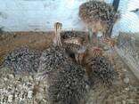 Ostrich chicks and fertile eggs for sale - photo 2