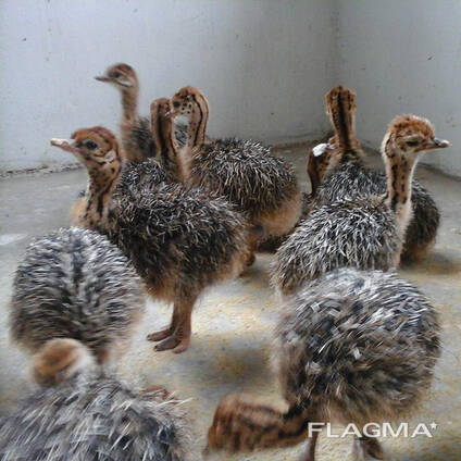 Ostrich chicks and fertile eggs for sale in South Africa