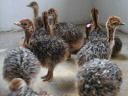 Ostrich chicks and fertile eggs for sale in South Africa