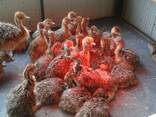 Ostrich chicks and fertile eggs South Africa - photo 1