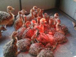 Ostrich chicks and fertile eggs South Africa