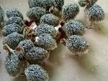 Ostrich chicks for sale - photo 1