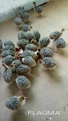 Ostrich chicks for sale