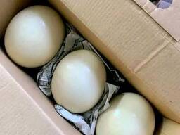 Ostrich fertile eggs and chicks for sale