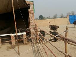 Ostrich for sale