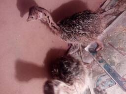 Ostrich for sale