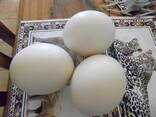 Ostrichs Fertile Eggs for sale - photo 1