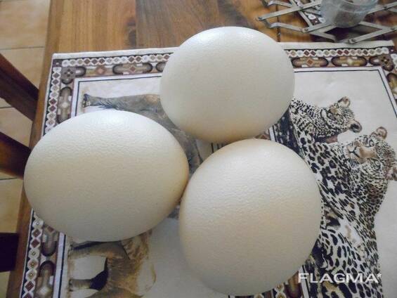 Ostrichs Fertile Eggs for sale