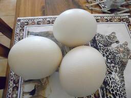 Ostrichs Fertile Eggs for sale