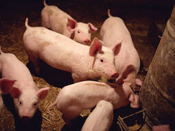 Pig Feed For Sale