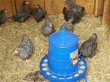 Plymouth Rock chickens for sale - photo 1