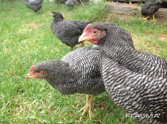 Plymouth Rock chickens for sale