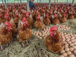 Point Of Lay Chickens