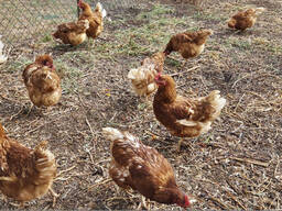 Point-of-Lay Hens (17–21 Weeks) Available At Affordable Price