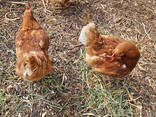 Point-of-Lay Hens (17–21 Weeks) Available At Affordable Price - photo 1