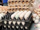 POINT OF LAY HENS - photo 1