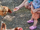 POINT OF LAY HENS - photo 2