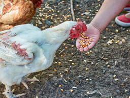Cornish and Hard Body Chickens
