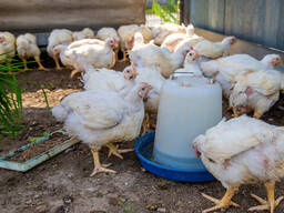 6 Week old broilers chickens for sale
