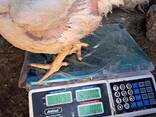 Broilers &amp; Chicken Eggs For Sale - photo 2