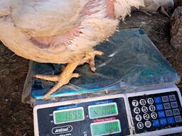 POINT OF LAY HENS
