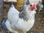 Point of laying hens and fertile eggs - photo 1