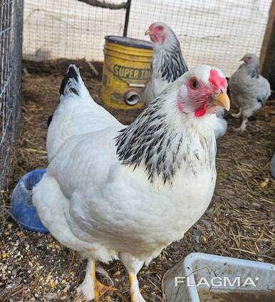 Point of laying hens and fertile eggs
