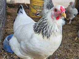 Point of laying hens and fertile eggs