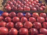 Polish apples (Gala, Cortland, Szampion, Jonagold, Golden Delicious, Alwa and others) - photo 1