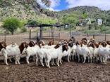 Young boer goats - photo 3
