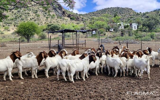 Pregnant Boer goats live stock