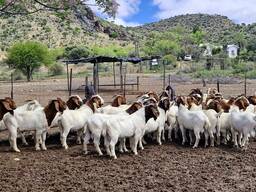 Young goats for sale