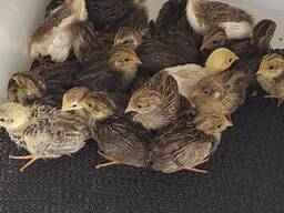 Quails for Sale